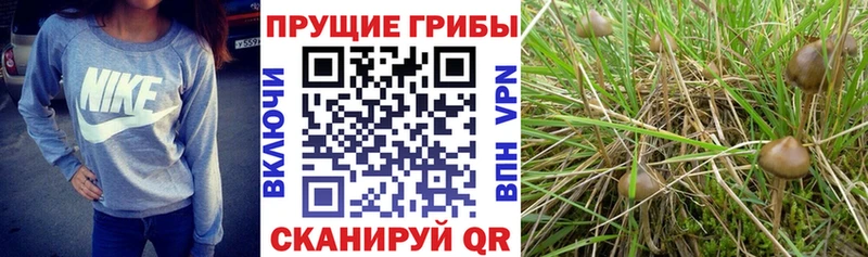 Псилоцибиновые грибы ЛСД  Купить закладки  Кольчугино 